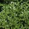 Franklins Gem Dwarf Boxwood - 1 Gallon Pot