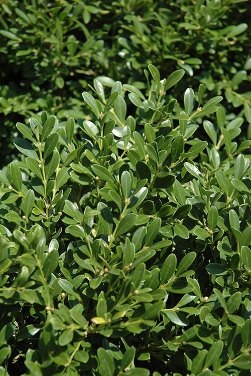 Franklins Gem Dwarf Boxwood - 1 Gallon Pot 1 Franklins Gem Dwarf Boxwood - 1 Gallon Pot