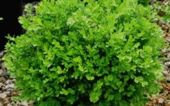 Franklins Gem Dwarf Boxwood - 1 Gallon Pot 9 Franklins Gem Dwarf Boxwood - 1 Gallon Pot -Green Haven Sales Boxwood Franklins Gem