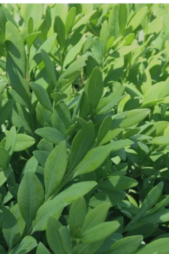 Green Mountain Boxwood - 6 Pack Of 2.5 Quart Pots -Green Haven Sales Boxwood Green Mountain 12