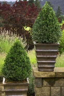 Green Mountain Boxwood - 6 Pack Of 2.5 Quart Pots -Green Haven Sales Boxwood Green Mountain 23