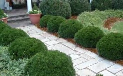 Justin Brouwers Dwarf Boxwood - 6 Pack Of 1 Gallon Pots 8 Justin Brouwers Dwarf Boxwood - 6 Pack Of 1 Gallon Pots -Green Haven Sales Boxwood Justin Brouwers In Landscape 1