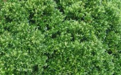Justin Brouwers Dwarf Boxwood - 6 Pack Of 1 Gallon Pots 9 Justin Brouwers Dwarf Boxwood - 6 Pack Of 1 Gallon Pots -Green Haven Sales Boxwood Justin Brouwers Leaves 1