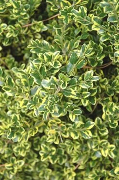 Sunburst Variegated Korean Boxwood - 1 Gallon Pot -Green Haven Sales Boxwood Sunburst 2