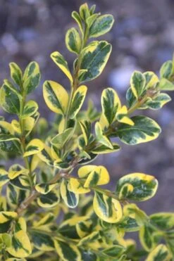 Sunburst Variegated Korean Boxwood - 1 Gallon Pot -Green Haven Sales Boxwood Sunburst