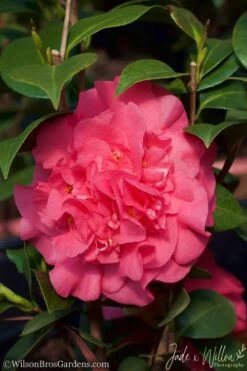 Ack-Scent Fragrant Pink Camellia Japonica - 3 Gallon Pot -Green Haven Sales Camellia Ack Scent JW 2