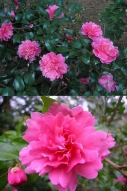 Autumn Spirit Camellia - Hybrid - 1 Gallon Pot -Green Haven Sales Camellia April Spirit 3