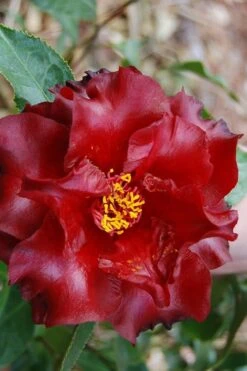 Black Magic Camellia Japonica - 7 Gallon Pot (2-3') -Green Haven Sales Camellia Black Magic 2