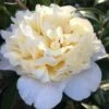 Brushfield Yellow Camellia Japonica - 1 Gallon Pot