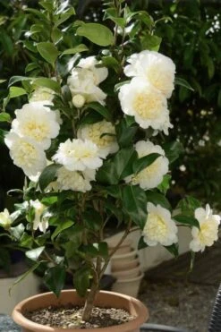 Brushfield Yellow Camellia Japonica - 1 Gallon Pot -Green Haven Sales Camellia Brushfield Yellow 500x750 1