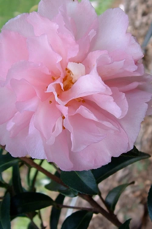 Cotton Candy Camellia Sasanqua - 3 Gallon Pot 1 Cotton Candy Camellia Sasanqua - 3 Gallon Pot