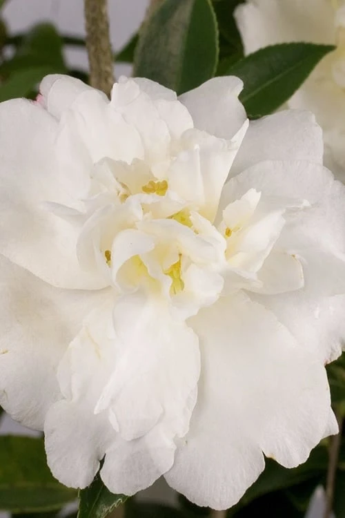 Diana Camellia Sasanqua - 1 Gallon Pot 1 Diana Camellia Sasanqua - 1 Gallon Pot