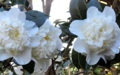 Fifth Avenue White Camellia Japonica - 3 Gallon Pot -Green Haven Sales Camellia Fifth Avenue 21