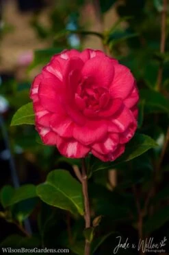 Glen 40 Camellia Japonica - 1 Gallon Pot 11 Glen 40 Camellia Japonica - 1 Gallon Pot -Green Haven Sales Camellia Glen 40 JW 1