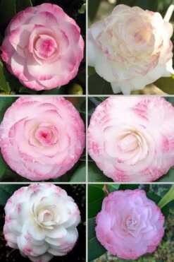 Grace Albritton Camellia Japonica - 3 Gallon Pot -Green Haven Sales Camellia Grace Albritton 4