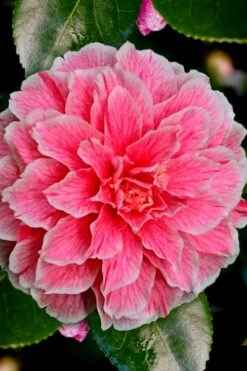 Brilliant Gem Fragrant Camellia Japonica - Herme - 3 Gallon Pot -Green Haven Sales Camellia Hermes 6