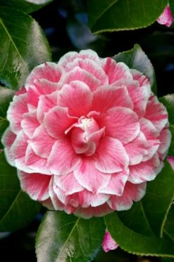 Brilliant Gem Fragrant Camellia Japonica - Herme - 3 Gallon Pot -Green Haven Sales Camellia Herrmes 4