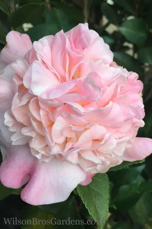 High Fragrance Camellia Hybrid - 6 Pack Of 1 Gallon Pots 1 High Fragrance Camellia Hybrid - 6 Pack Of 1 Gallon Pots