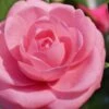 Jerry Hill Pink Camellia - 1 Gallon Pot