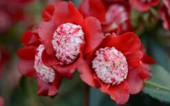 Lipstick Red Camellia Japonica - 3 Gallon Pot -Green Haven Sales Camellia Lipstick 2