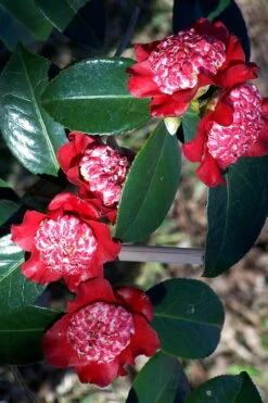 Lipstick Red Camellia Japonica - 3 Gallon Pot -Green Haven Sales Camellia Lipstick 3