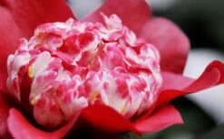 Lipstick Red Camellia Japonica - 3 Gallon Pot -Green Haven Sales Camellia Lipstick 4
