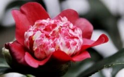 Lipstick Red Camellia Japonica - 3 Gallon Pot -Green Haven Sales Camellia Lipstick 5