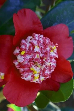 Lipstick Red Camellia Japonica - 3 Gallon Pot -Green Haven Sales Camellia Lipstick 6