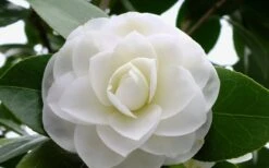 Morning Glow Camellia Japonica - 1 Gallon Pot -Green Haven Sales Camellia Morning Glow 800x500 1