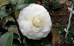 Morning Glow Camellia Japonica - 1 Gallon Pot -Green Haven Sales Camellia Morning Glow 9