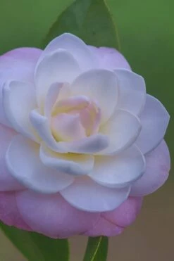 October Affair Camellia Japonica - 3 Gallon Pot -Green Haven Sales Camellia October Affair 6 1