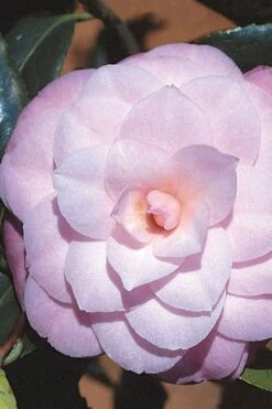 October Affair Camellia Japonica - 1 Gallon Pot -Green Haven Sales Camellia October Affair 8