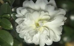 October Magic Ivory Camellia - 2 Gallon Pot -Green Haven Sales Camellia October Magic Ivory
