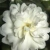 October Magic Ivory Camellia - 2 Gallon Pot