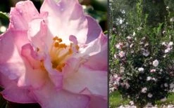 October Magic Orchid Camellia - 2 Gallon Pot -Green Haven Sales Camellia October Magic Orchid Flowers 2