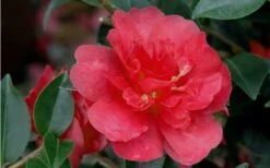 October Magic Rose Camellia - 2 Gallon Pot -Green Haven Sales Camellia October Magic Rose Closeup Flower 2