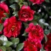 October Magic Ruby Camellia - 1 Gallon Pot