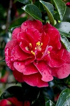 October Magic Ruby Camellia - 1 Gallon Pot -Green Haven Sales Camellia October Magic Ruby 23