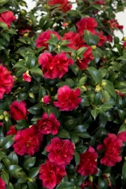 October Magic Ruby Camellia - 3 Gallon Pot -Green Haven Sales Camellia October Magic Ruby 27 1