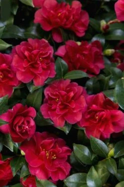 October Magic Ruby Camellia - 3 Gallon Pot -Green Haven Sales Camellia October Magic Ruby 28 1