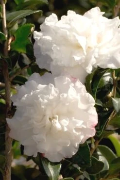 October Magic Snow Camellia - 2.5 Quart Pot -Green Haven Sales Camellia October Magic Snow 500x750 2