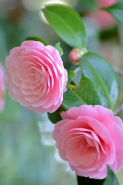 Otome Pink Camellia Japonica - 3 Gallon Pot -Green Haven Sales Camellia Otome 1