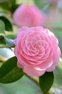 Otome Pink Camellia Japonica - 3 Gallon Pot -Green Haven Sales Camellia Otome 2