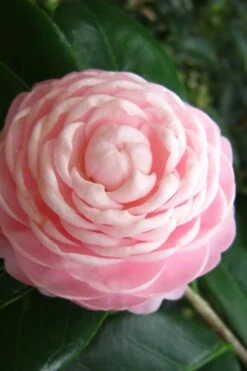 Pink Perfection Camellia Japonica - 7 Gallon Pot (3-4') -Green Haven Sales Camellia Pink Perfection 27