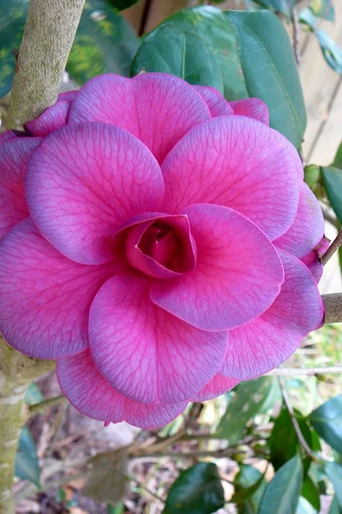 Purple Dawn Camellia Japonica - 7 Gallon Pot (3-4') 1 Purple Dawn Camellia Japonica - 7 Gallon Pot (3-4')