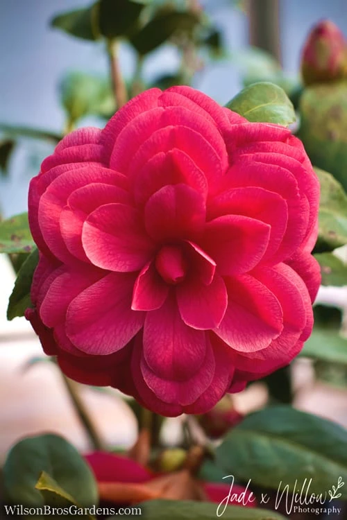 Purple Dawn Camellia Japonica - 7 Gallon Pot (3-4') 4 Purple Dawn Camellia Japonica - 7 Gallon Pot (3-4') - Image 4