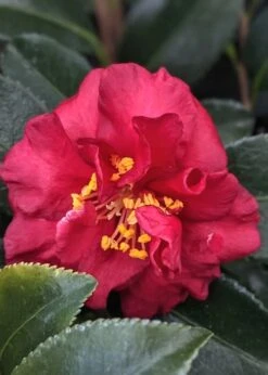 Reverend Ida Red ShiShi Gashira Dwarf Camellia Sasanqua - 3 Gallon Pot -Green Haven Sales Camellia Reverend Ida 3