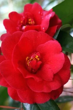 Rosehill Red Camellia - 3 Gallon Pot -Green Haven Sales Camellia Rose Hill Red 2