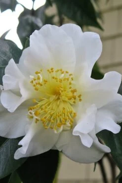 Silver Waves Camellia Japonica - 3 Gallon Pot -Green Haven Sales Camellia Silver Waves 6