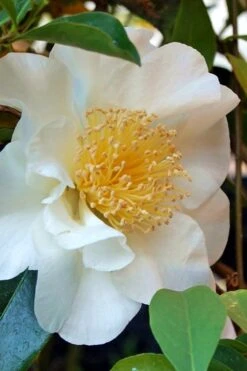 Silver Waves Camellia Japonica - 3 Gallon Pot -Green Haven Sales Camellia Silver Waves 7